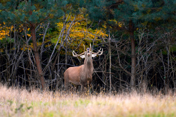 Deer on summer forest