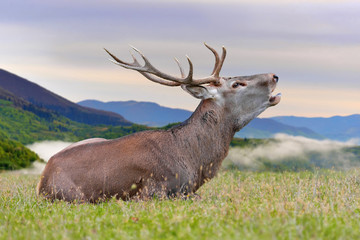 Deer on mountain background