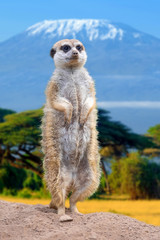 Meerkat standing view