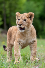 Obraz na płótnie Canvas Lion cub in spring time