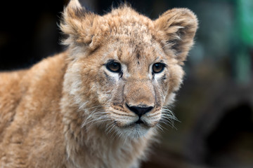 Obraz na płótnie Canvas Lion cub in spring time