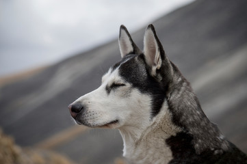 Siberian Husky