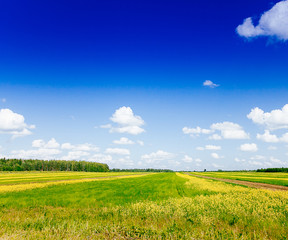 Fototapeta premium Spring summer background - rural road in green grass field meadow scenery lanscape with blue sky