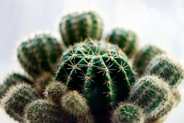 Green round cactus with needles, macro, background. Prickly plant.