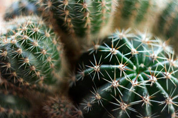 Green round cactus with needles, macro, background. Prickly plan