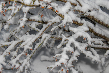 snow on branches