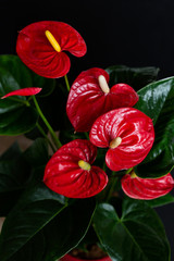 Anthurium or flamingo flowers on black background.