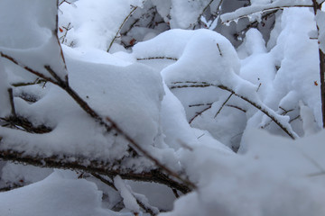 Naklejka premium snow covered tree