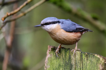 nuthatch