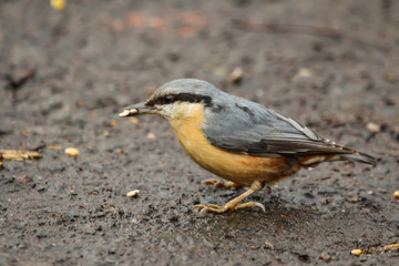 nuthatch