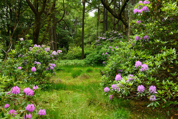 Woodland deer hunting grounds of Benmore Estate at Knock with invasive Rhododendron Ponticum on Isle of Mull Inner Hebrides Scotland UK