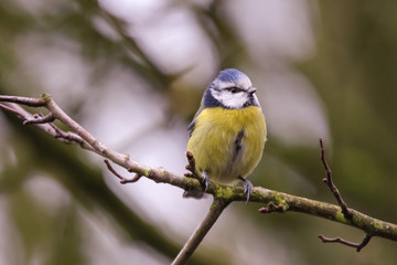 bluetit