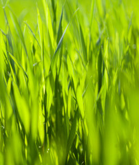 Fototapeta na wymiar Green grass in the sunny day