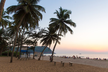 Palms On  the  beach. Sunset