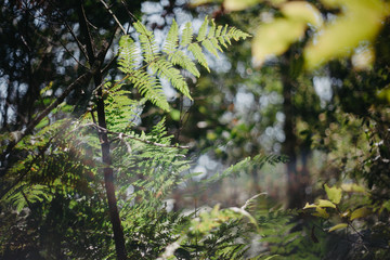 fern in the forest