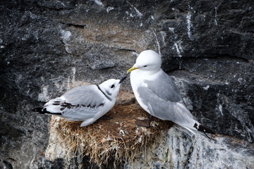 Black-legged kittiwake Rissa tridactyla feeding chick in Iceland