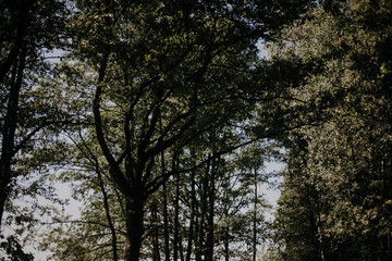 Obraz premium trees in the forest