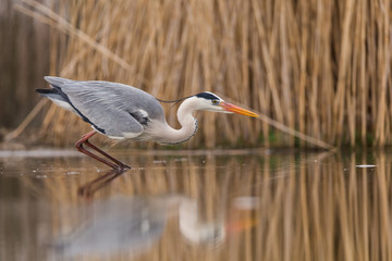 Grey Heron