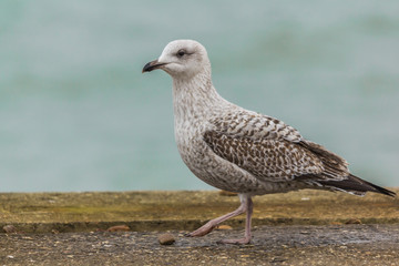 HERRING GULL (YOUNG)