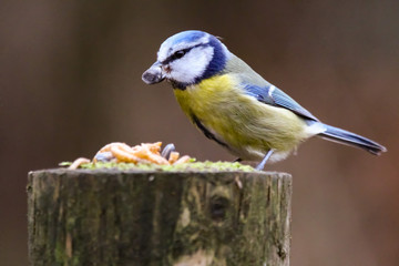 bluetit