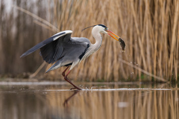 Grey Heron