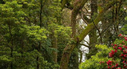 Forest Trees Banner, Green Background.