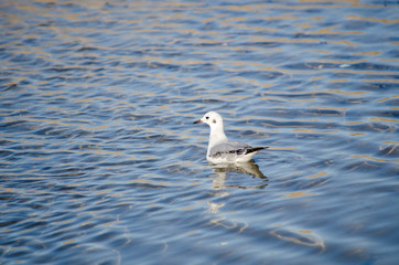 Bonaparte's Gull on the Water