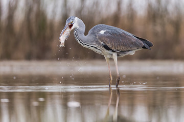 Grey Heron