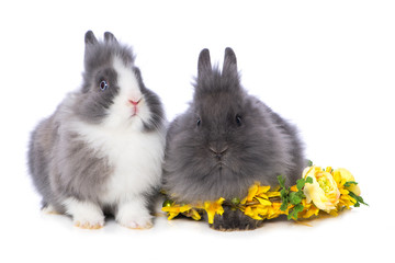 Cute dwarf rabbits with flower wreath