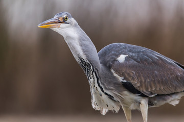 Grey Heron