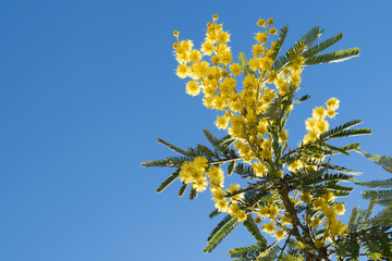 Mimosa Spring Flowers Easter background. Blooming mimosa tree over blue sky with copy space