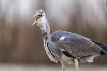 Grey Heron