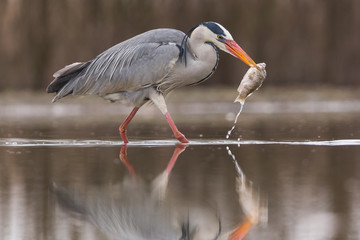 Grey Heron
