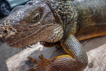 Iguana isolated, wildlife, Munduk, north of Bali, Indonesia