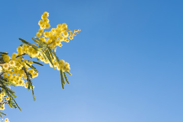 Mimosa Spring Flowers Easter background. Blooming mimosa tree over blue sky with copy space
