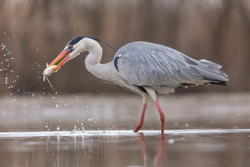 Grey Heron