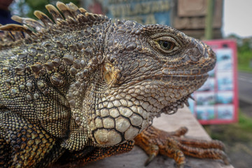 Iguana isolated, wildlife, Munduk, north of Bali, Indonesia