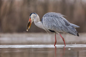 Grey Heron