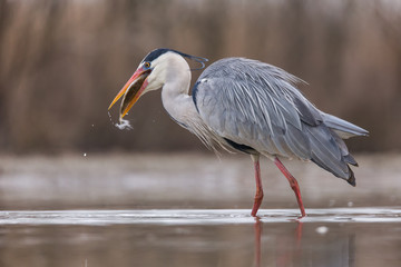 Grey Heron