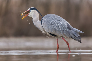 Grey Heron
