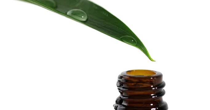 alternative medicine - herbal essence is dripping from green leaf into a bottle