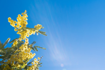 Fototapeta na wymiar Mimosa Spring Flowers Easter background. Blooming mimosa tree over blue sky with copy space