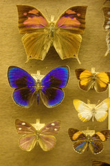 Antique butterfly collection for systematic.