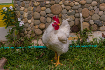 BROILER ROOSTER
