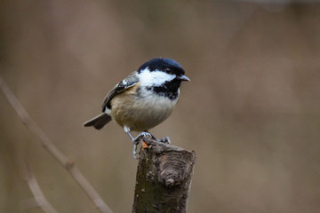 coletit