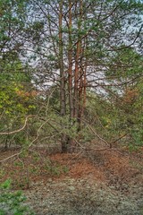 tree in the forest