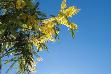 Mimosa Spring Flowers Easter background. Blooming mimosa tree over blue sky. Yellow flower border art design with sun