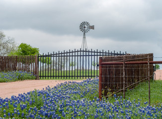 Bluebonnets lining ranch entrance with water windmill in background