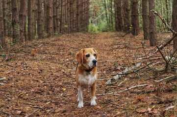 portrait of a dog in the park