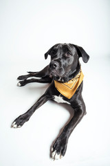 Fototapeta premium Adopt a Rescue dog Lab mix